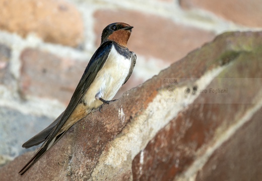 RONDINE - Barn Swallow - Hirundo rustica