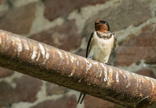 RONDINE - Barn Swallow - Hirundo rustica