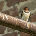 RONDINE - Barn Swallow - Hirundo rustica