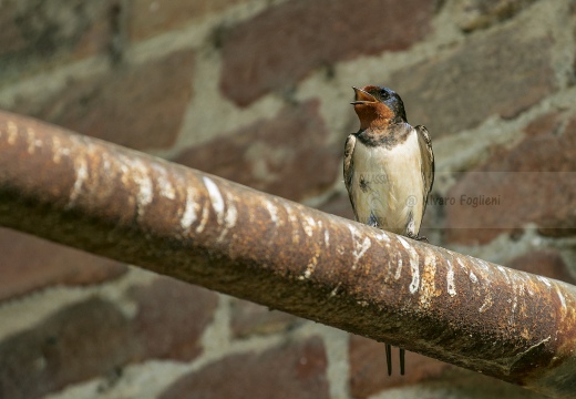 RONDINE - Barn Swallow - Hirundo rustica