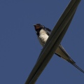 RONDINE - Barn Swallow - Hirundo rustica