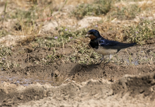 RONDINE - Barn Swallow - Hirundo rustica