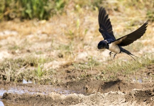 RONDINE - Barn Swallow - Hirundo rustica