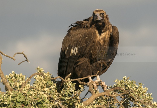 AVVOLTOIO MONACO, Black Vulture, Aegypius monachus 