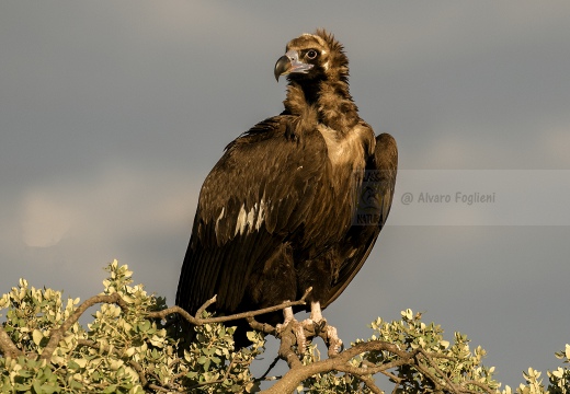 AVVOLTOIO MONACO, Black Vulture, Aegypius monachus 