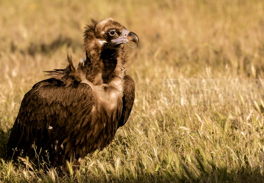 AVVOLTOIO MONACO, Black Vulture, Aegypius monachus 