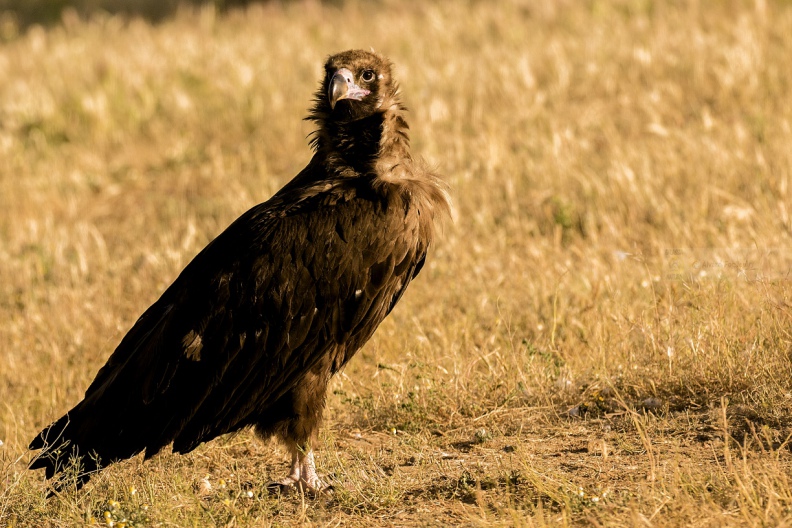 AVVOLTOIO MONACO, Black Vulture, Aegypius monachus 