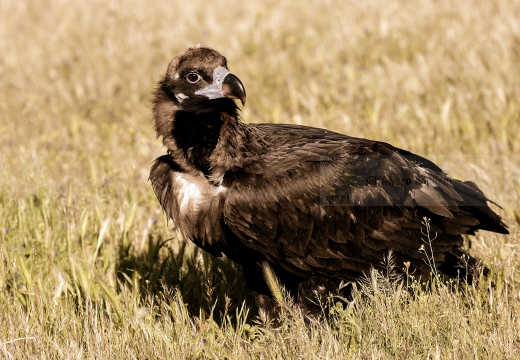 AVVOLTOIO MONACO, Black Vulture, Aegypius monachus 