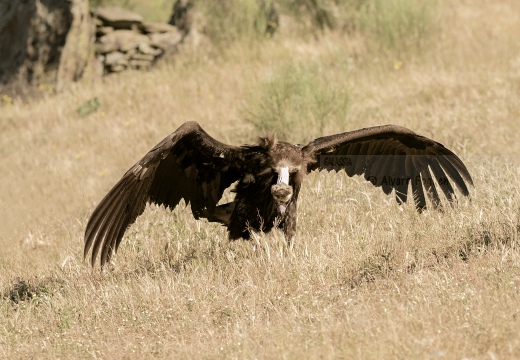 AVVOLTOIO MONACO, Black Vulture, Aegypius monachus 