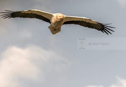 CAPOVACCAIO, Egyptian Vulture, Neophron percnopterus - Luogo: Estremadura (E)