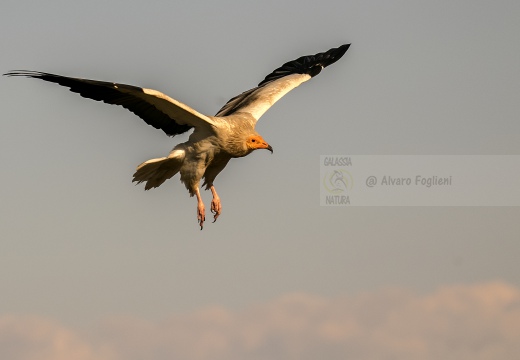 CAPOVACCAIO, Egyptian Vulture, Neophron percnopterus - Luogo: Estremadura (E)