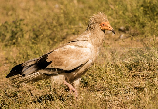 CAPOVACCAIO, Egyptian Vulture, Neophron percnopterus - Luogo: Estremadura (E)