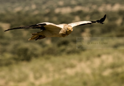 CAPOVACCAIO, Egyptian Vulture, Neophron percnopterus - Luogo: Estremadura (E)