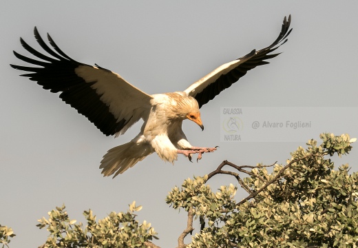 CAPOVACCAIO, Egyptian Vulture, Neophron percnopterus - Luogo: Estremadura (E)