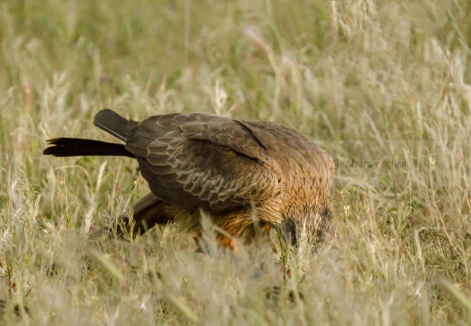 NIBBIO BRUNO - Black Kite - Milvus migrans - Luogo: Estremadura (E)