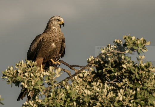 NIBBIO BRUNO - Black Kite - Milvus migrans - Luogo: Estremadura (E)