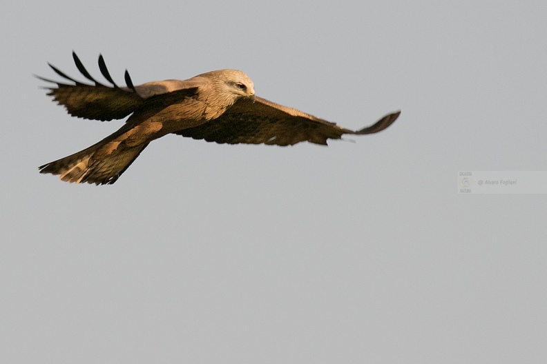 NIBBIO BRUNO - Black Kite - Milvus migrans - Luogo: Estremadura (E)