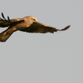 NIBBIO BRUNO - Black Kite - Milvus migrans - Luogo: Estremadura (E)
