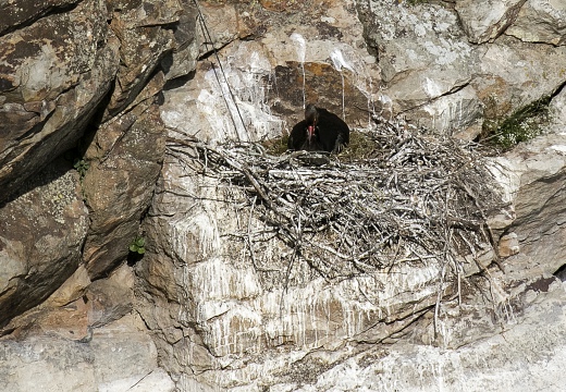 CICOGNA NERA, Black Stork, Ciconia nigra - Luogo: Peña Falcon - Parco Nazionale di Monfragüe (E) 