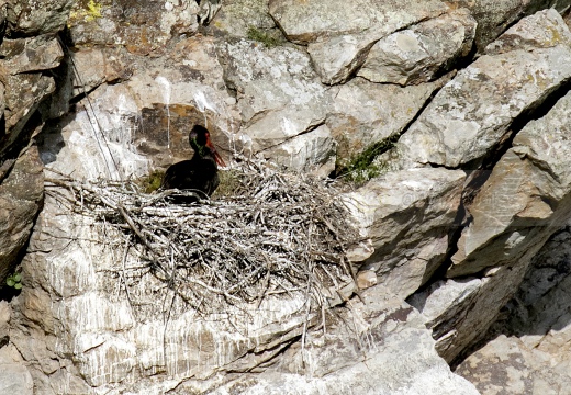 CICOGNA NERA, Black Stork, Ciconia nigra - Luogo: Peña Falcon - Parco Nazionale di Monfragüe (E) 