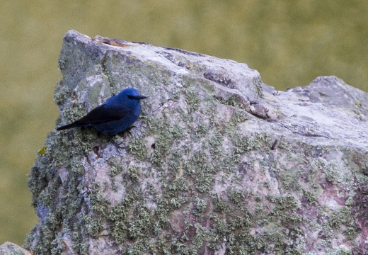PASSERO SOLITARIO, Blue rock thrush, Monticola solitarius - Località: Estremadura (E)