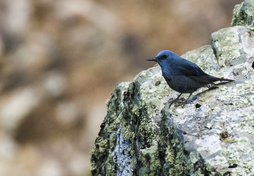 PASSERO SOLITARIO, Blue rock thrush, Monticola solitarius - Località: Estremadura (E)