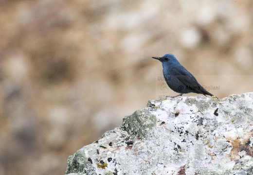 PASSERO SOLITARIO, Blue rock thrush, Monticola solitarius - Località: Estremadura (E)