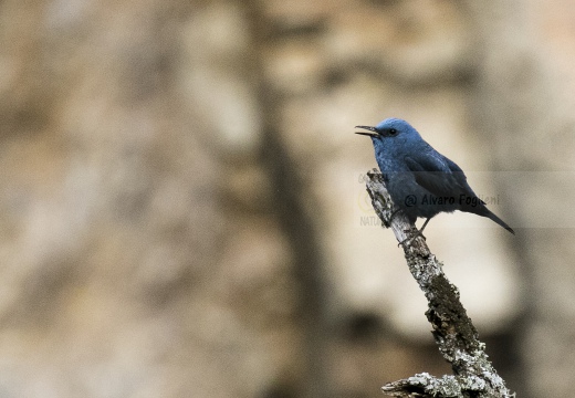 PASSERO SOLITARIO, Blue rock thrush, Monticola solitarius - Località: Estremadura (E)