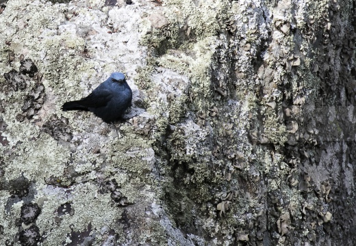 PASSERO SOLITARIO, Blue rock thrush, Monticola solitarius - Località: Estremadura (E)