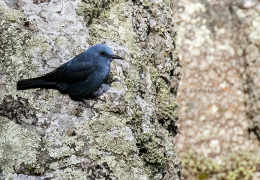 PASSERO SOLITARIO, Blue rock thrush, Monticola solitarius - Località: Estremadura (E)