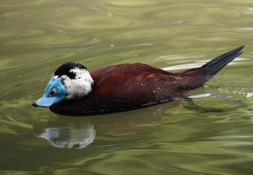 GOBBO RUGGINOSO , White-headed Duck, Oxyura leucocephala - Localita: Andalusia (E)