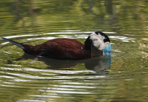 GOBBO RUGGINOSO , White-headed Duck, Oxyura leucocephala - Localita: Andalusia (E)