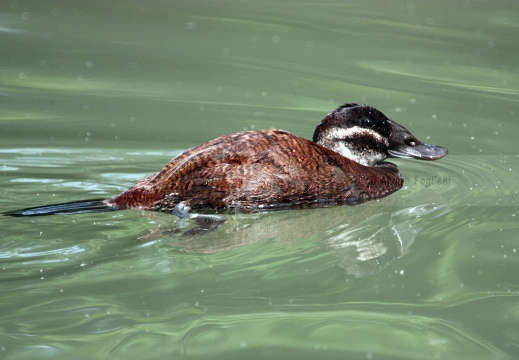 GOBBO RUGGINOSO , White-headed Duck, Oxyura leucocephala - Localita: Andalusia (E)