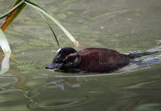 GOBBO RUGGINOSO , White-headed Duck, Oxyura leucocephala - Localita: Andalusia (E)