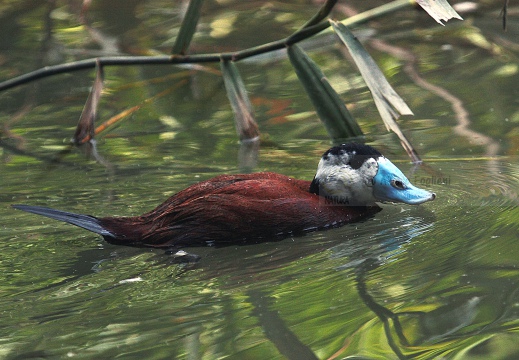 GOBBO RUGGINOSO , White-headed Duck, Oxyura leucocephala - Localita: Andalusia (E)