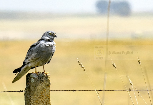 ALBANELLA MINORE, Montagu's Harrier, Circus pygargus - Luogo: Estremadura (E)