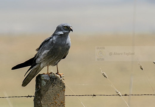 ALBANELLA MINORE, Montagu's Harrier, Circus pygargus - Luogo: Estremadura (E)