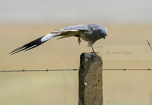 ALBANELLA MINORE, Montagu's Harrier, Circus pygargus - Luogo: Estremadura (E)