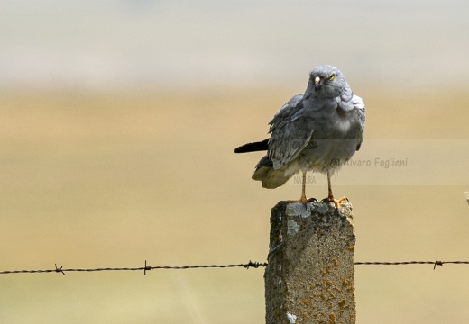 ALBANELLA MINORE, Montagu's Harrier, Circus pygargus - Luogo: Estremadura (E)