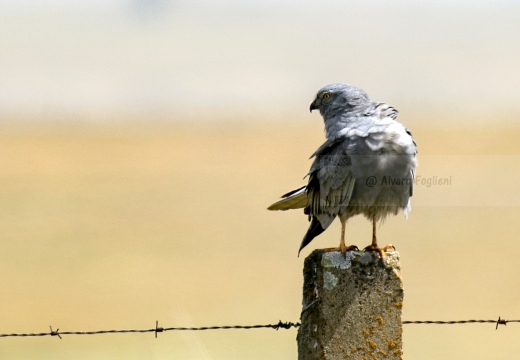 ALBANELLA MINORE, Montagu's Harrier, Circus pygargus - Luogo: Estremadura (E)