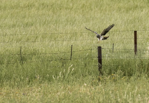 ALBANELLA MINORE, Montagu's Harrier, Circus pygargus - Luogo: Estremadura (E)
