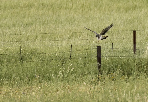 ALBANELLA MINORE, Montagu's Harrier, Circus pygargus - Luogo: Estremadura (E)