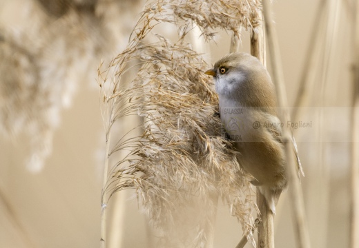 BASETTINO, Bearded Reedling, Panurus biarmicus - Zona umida periferia di Torino