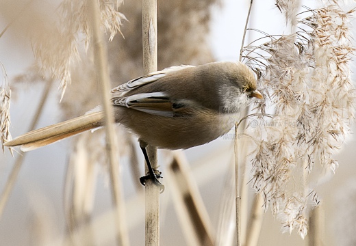 BASETTINO, Bearded Reedling, Panurus biarmicus - Zona umida periferia di Torino