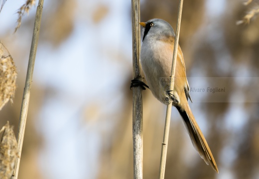 BASETTINO, Bearded Reedling, Panurus biarmicus - Zona umida periferia di Torino