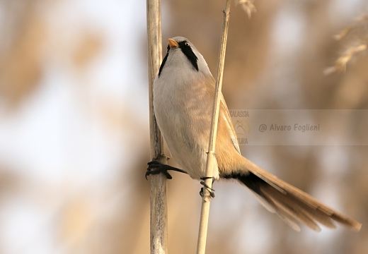 BASETTINO, Bearded Reedling, Panurus biarmicus - Zona umida periferia di Torino