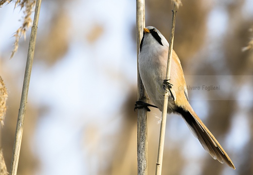 BASETTINO, Bearded Reedling, Panurus biarmicus - Zona umida periferia di Torino