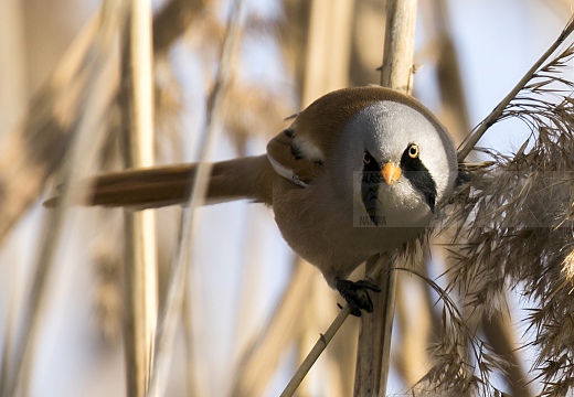 BASETTINO, Bearded Reedling, Panurus biarmicus - Zona umida periferia di Torino