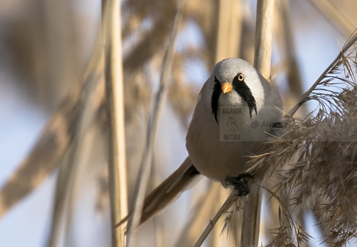 BASETTINO, Bearded Reedling, Panurus biarmicus - Zona umida periferia di Torino