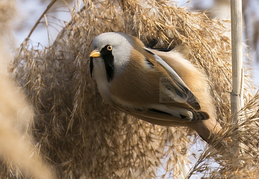 BASETTINO, Bearded Reedling, Panurus biarmicus - Zona umida periferia di Torino